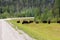 American bison along the alaska highway in Canada