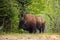 American bison along the alaska highway in Canada