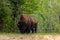 American bison along the alaska highway in Canada