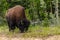 American bison along the alaska highway in Canada