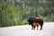 American bison along the alaska highway in Canada