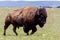 The American Bison, also Known as the American Buffalo, Wandering Free in Oklahoma