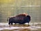 American Bison or American Buffalo & x28;Bison bison& x29;, male crossing a river, Yellowstone national park, Wyoming, USA