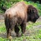 American bison or American buffalo close up standing with natural background