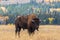American Bison in Autumn