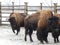 American bison in the aviary on a farm