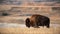 American Bison at the Badlands