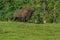 American Bison - Bison bison