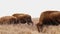 American bison, Bison bison, bull walks past others eating the prairie grass.