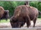 American bison Bison bison with overgrown fur coat grazing inside fence