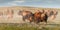 American Bison (Bison bison) Stampede