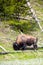 American Bison Bison bison in Yellowstone national Park in the springtime grazing