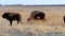 American Bison, bison bison, young calf runs around and butts another.