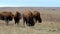 American Bison, bison bison, young calves gently butt heads on prairie.