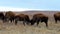 American Bison, bison bison, young calves with heads down, on prairie.