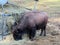 The American bison Bos bison bison, American Buffalo, der Amerikanische Bison oder BÃ¼ffel Bueffel or les Bisons - Switzerland