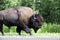 American Bison / Buffalo