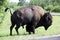 American Bison / Buffalo