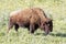 American Bison Buffalo Adult Grazing