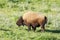 American Bison Buffalo Adult Grazing