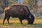 The American bison or buffalo (Bison bison). The Theodore Roosevelt National Park, North Dakota