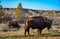 The American bison or buffalo (Bison bison). The Theodore Roosevelt National Park, North Dakota