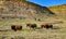 The American bison or buffalo (Bison bison). The Theodore Roosevelt National Park, North Dakota