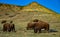 The American bison or buffalo (Bison bison). The Theodore Roosevelt National Park, North Dakota