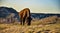 The American bison or buffalo (Bison bison). The Theodore Roosevelt National Park, North Dakota