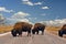 American Bison Buffalo Block a Road