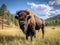 American Bison Buffalo Bull in Custer Park