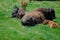 American Bison or Buffalo Family resting in the Grass