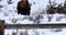 American bison or buffalo grazing in snowy field, Yellowstone National Park