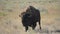 American Bison Buffalo Licks His Lips While Walking