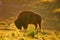 American Bison, Buffalo, Montana