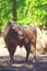 American Bison, buffalo, profile standing in tall grass prairie with light fog in background