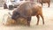 American Bison Buffalo side profile (4K)