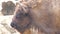 American Bison Buffalo side profile (4K)