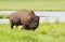 American Bison, Buffalo standing in a grassy meadow in Canada