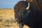 American Bison Buffalo Sticks Out Tongue