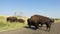 American bison, buffalo, wildlife, travel