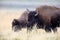 American Bison, Buffalo, Yellowstone National Park,USA