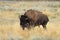 American Bison, Buffalo, Yellowstone National Park,USA