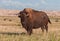 American Bison Bull in Badlands of South Dakota