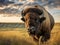 American Bison Bull in Badlands of South Dakota