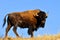 American Bison bull (buffalo)