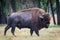American Bison Bull - Genetically Pure Speciman