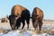 American Bison Bull - Genetically Pure Specimens Roaming the Col