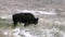 american bison bull grazing in a field with fresh snow at yellowstone