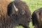 American bison bull sniffing cow